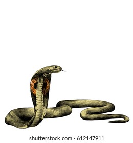 snake spectacled Cobra crawling, sketch vector graphics color picture