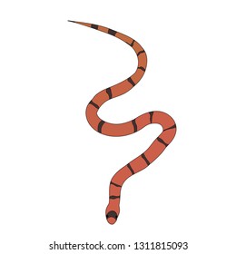 snake striped, isolated, vector