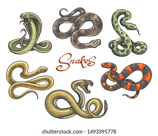 Snake tattoo vector. Colored snakes tattoos on white, vintage viper and cobra evil serpent vector illustration