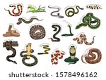 Snake Various Kind Identify Cartoon Vector-01