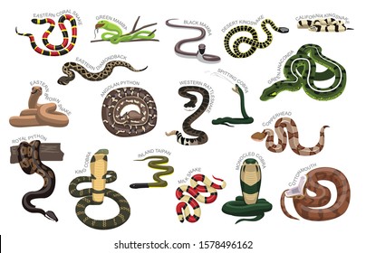 Snake Various Kind Identify Cartoon Vector-01