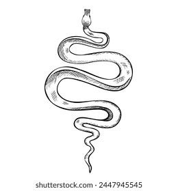 Snake vector illustration. Etched drawing of venomous Serpent. Engraving of occult Viper painted by black inks in outline style. sketch of python. Line art of cobra poisonous animal or anaconda.