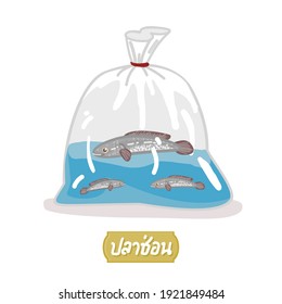 Snakehead fish in Thai Language it mean “Snakehead fish”
