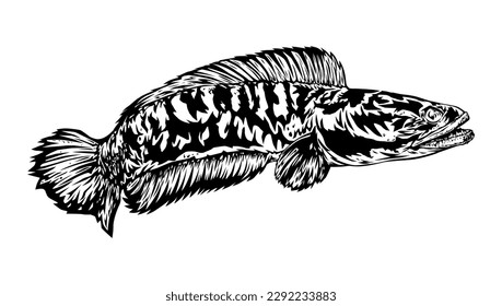 Snakehead fish vector isolated on white background. Snakehead logo, tropical country fish vector illustration.