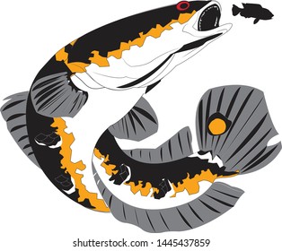 Ikan maru gambar channa Tips Supaya
