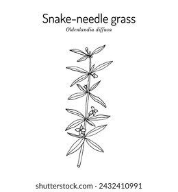 Snake-Needle Grass (oldenlandia diffusa), medicinal plant. Hand drawn botanical vector illustration