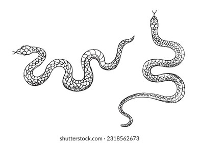 Snakes animal vector illustration hand drawn on isolated white background. Design element serpent for template, label, print, horoscope, t-shot, tattoo, logo