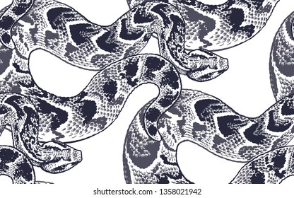 Snakes. Beast seamless pattern. Black and white reptile vector illustration. Hand realistic drawing. Vintage engraving.