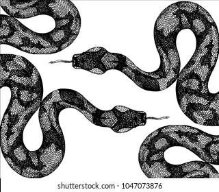 snakes hand draw on white backgroun