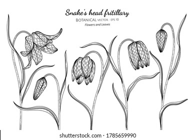 Snake's head fritillary flower and leaf hand drawn botanical illustration with line art on white backgrounds. 