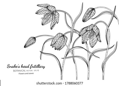 Flor fritillaria de cabeza de serpiente y ilustración botánica de hoja dibujada a mano con línea de arte sobre fondo blanco. 