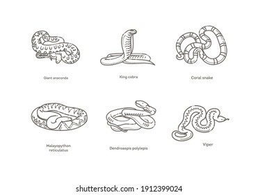 Snakes icons set. Line design. Vector collection