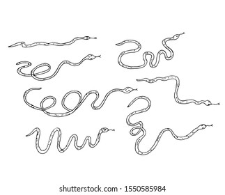 Snakes. Line drawing. Vector illustration.