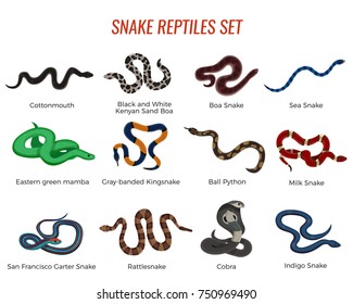 Snakes reptiles set with boa of various types, royal python, cobra, rattlesnake, sea serpent isolated vector illustration