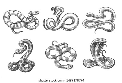 Rattlesnake Drawings for Sale  Fine Art America