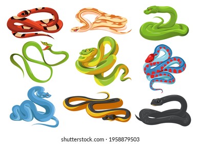 Snakes, tropical serpents isolated on white background. Black mamba, scarlet milk snake, california red-sided garter, green tree python, trimeresurus salazar and blue insularis. Vector cartoon set