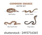 Snakes vector illustration set. Snake species cartoon clipart set in flat style. Garter snake, ball python, boa constrictor, king cobra flat vector design. Wild animals concept