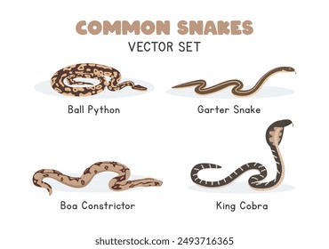 Snakes vector illustration set. Snake species cartoon clipart set in flat style. Garter snake, ball python, boa constrictor, king cobra flat vector design. Wild animals concept