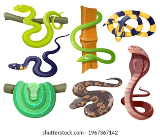 Snakes, wild tropical serpents isolated on white background. Cobra, grass snake, ahaetulla prasina, banded krait, green tree and ball python, trimeresurus salazar. Vector cartoon set of reptiles