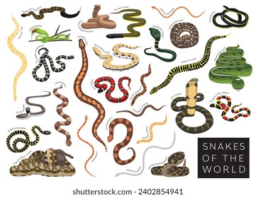 Snakes of the World Set Cartoon Vector Character