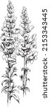Snapdragon Flower hand drawn illustration. Botanical vector drawing. Retro Flowers.