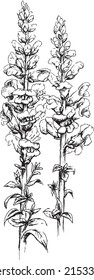 Snapdragon Flower hand drawn illustration. Botanical vector drawing. Retro Flowers.