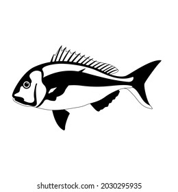 snapper fish, vector illustration, lining draw side view