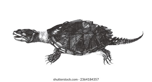 Tortuga picante (Chelydra serpentina). Esbozo de Doodle. Ilustración vectorial vintage.