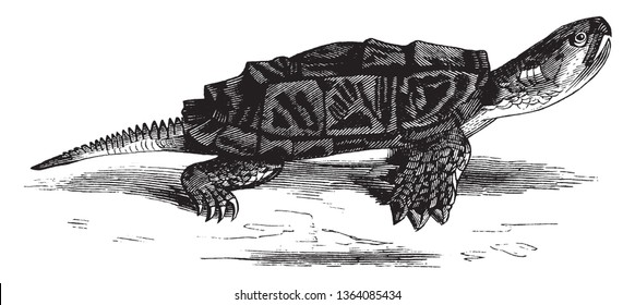 Snapping turtle is a large freshwater turtle of the family Chelydridae, vintage line drawing or engraving illustration.