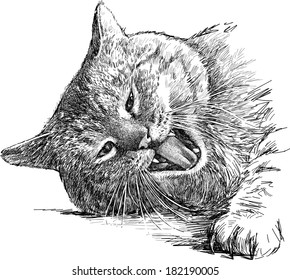 snarling cat