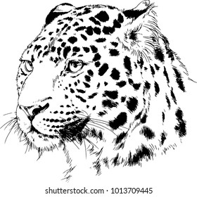 snarling face of a leopard painted by hand on a white background tattoo