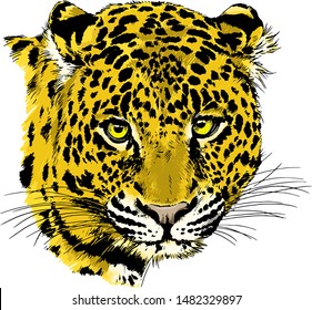 snarling face of a leopard painted by hand on a white background tattoo