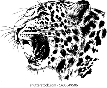 snarling face of a leopard painted by hand on a white background tattoo