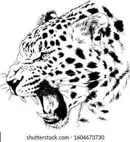 snarling face of a leopard painted by hand on a white background tattoo