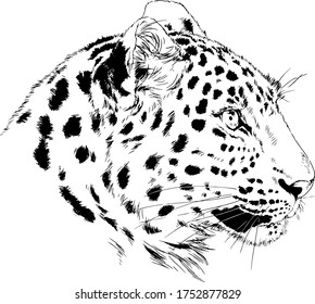 snarling face of a leopard painted by hand on a white background tattoo