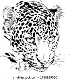 snarling face of a leopard painted by hand on a white background tattoo