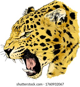 snarling face of a leopard painted by hand on a white background tattoo