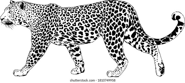 snarling face of a leopard painted by hand on a white background tattoo