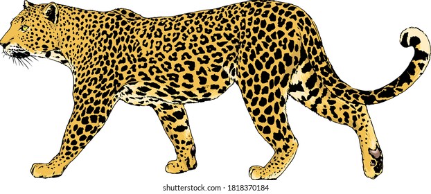 snarling face of a leopard painted by hand on a white background tattoo