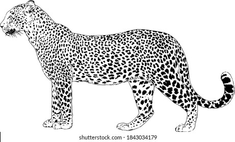 snarling face of a leopard painted by hand on a white background tattoo