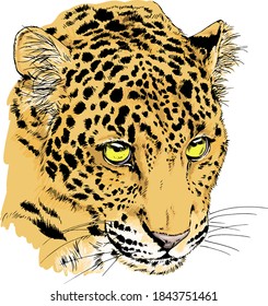 snarling face of a leopard painted by hand on a white background tattoo