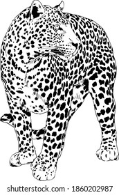 snarling face of a leopard painted by hand on a white background tattoo