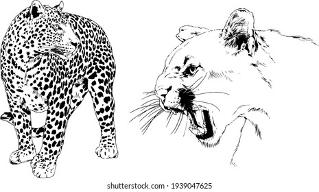 snarling face of a leopard painted by hand on a white background