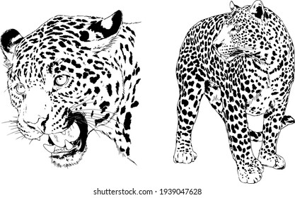 snarling face of a leopard painted by hand on a white background