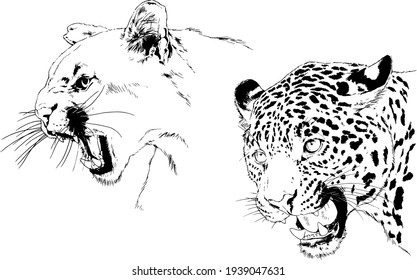 snarling face of a leopard painted by hand on a white background