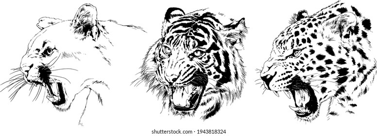 snarling face of a leopard painted by hand on a white background