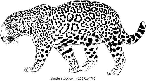 1,202 Leopard snarl Images, Stock Photos & Vectors | Shutterstock