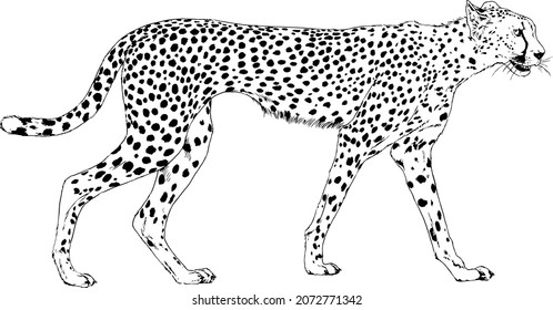 snarling face of a leopard painted by hand on a white background