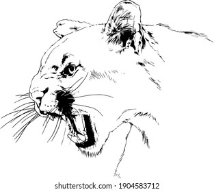 Snarling, Furious Cougar Face With Fangs, Hand-drawn 