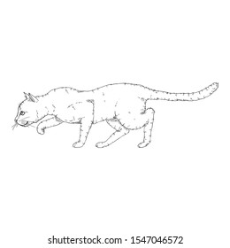 Sneaking Cat. Vector Black Sketch Feline Illustration